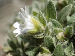 Cerastium pyrenaicum