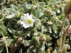 Cerastium pyrenaicum