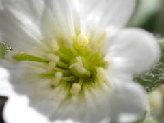 Cerastium pyrenaicum