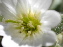 Cerastium pyrenaicum