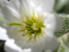 Cerastium pyrenaicum