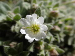 Cerastium pyrenaicum