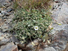 Cerastium pyrenaicum