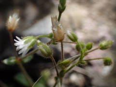 Cerastium pumilum