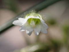 Cerastium pumilum