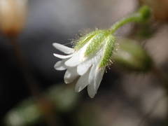 Cerastium pumilum