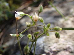 Cerastium pumilum