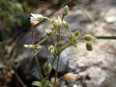 Cerastium pumilum