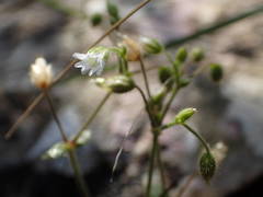 Cerastium pumilum