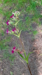 Viscaria vulgaris