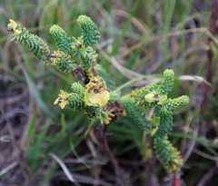 Euphorbia ericoides