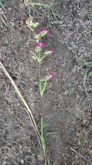 Viscaria vulgaris