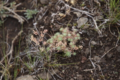 Psammotropha mucronata mucronata