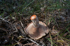 Lactarius sanguifluus