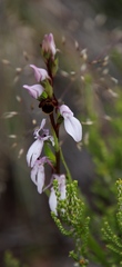 Brownleea recurvata