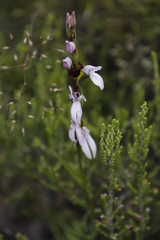 Brownleea recurvata