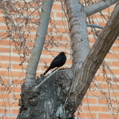 Turdus merula