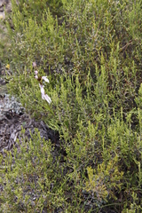 Brownleea recurvata