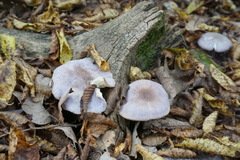 Calocybe ionides