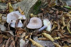 Calocybe ionides