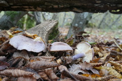 Calocybe ionides