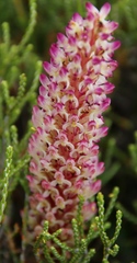 Disa fragrans