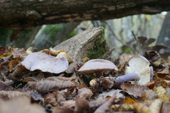 Calocybe ionides