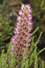 Disa fragrans