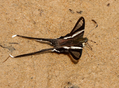 Lamproptera curius curius