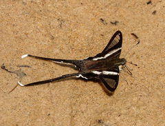 Lamproptera curius curius