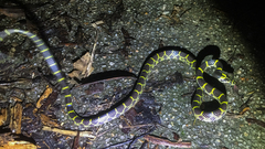 Lycodon flavozonatus