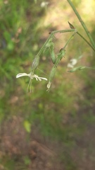 Silene nutans