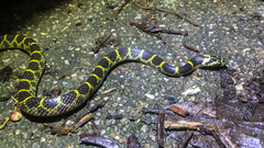 Lycodon flavozonatus