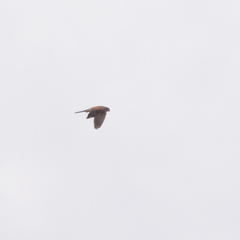 Falco tinnunculus