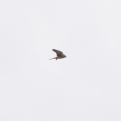 Falco tinnunculus
