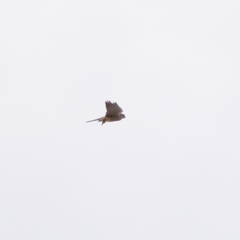 Falco tinnunculus