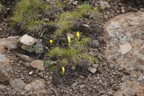 Romulea macowanii