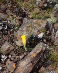 Romulea macowanii
