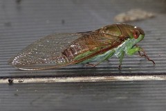 Dundubia