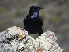 Protoparmeliopsis pinguis