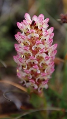 Disa fragrans