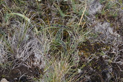 Disa