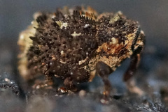 Exithius loculiferus