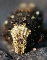Exithius loculiferus