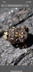 Exithius loculiferus
