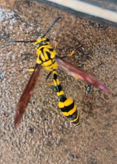 Phimenes flavopictus flavopictus