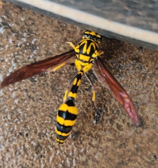 Phimenes flavopictus flavopictus