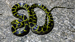 Lycodon flavozonatus