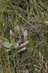 Erica alopecurus