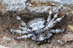 Barylestis